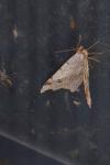 Macaria alternata