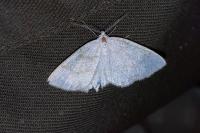 Cabera exanthemata