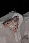 Agrotis exclamationis exclamationis