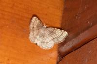 Stegania trimaculata