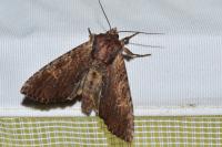 Apamea crenata