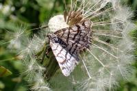 Chiasmia clathrata