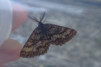 Ematurga atomaria