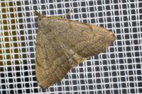 Pechipogo strigilata