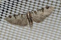 Eupithecia insigniata