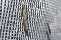 Yponomeuta sedella