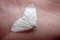 Cabera pusaria