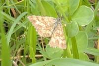 Ematurga atomaria