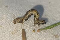 Ectropis crepuscularia