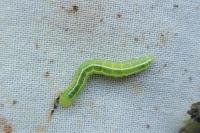Ptilophora plumigera