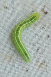 Ptilophora plumigera
