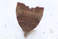 Choreutis nemorana