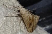 Evergestis forficalis