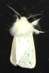 Spilosoma lubricipeda