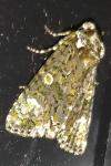 Craniophora ligustri