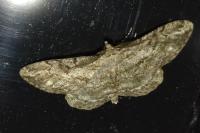 Peribatodes rhomboidaria rhomboidaria
