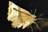 Selenia lunularia