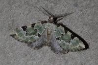 Colostygia pectinataria