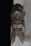 Drymonia dodonaea