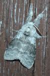 Calliteara pudibunda
