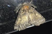 Gluphisia crenata