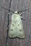 Agrotis exclamationis exclamationis