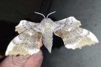 Laothoe populi