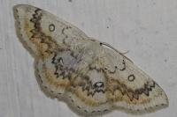 Cyclophora annularia