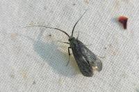 Adela reaumurella