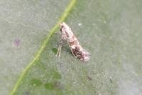 Gracillaria syringella