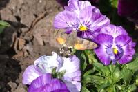 Macroglossum stellatarum