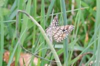 Chiasmia clathrata
