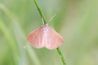 Minoa murinata