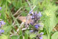 Macroglossum stellatarum