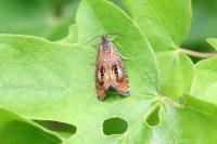 Olethreutes arcuella