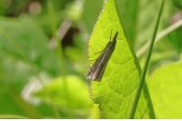 Crambus lathoniellus