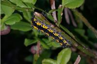 Callimorpha dominula