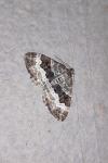 Epirrhoe alternata