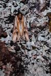 Actinotia polyodon