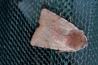Cerastis rubricosa