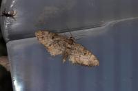 Eupithecia tantillaria