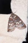 Hydriomena ruberata