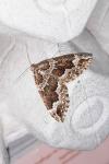 Lampropteryx suffumata