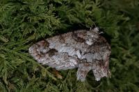 Paradarisa consonaria