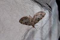 Eupithecia tantillaria