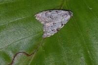 Nola confusalis