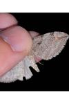 Aplocera plagiata