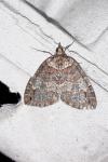 Hydriomena ruberata