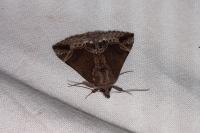 Hypena crassalis