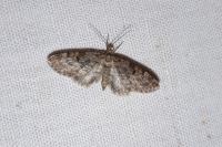 Eupithecia tantillaria